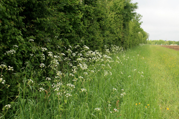 Haie champêtre dans les Deux-Sèvres avec une bande enherbée © Nicolas Macaire